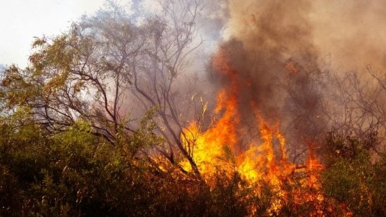 Alsip Fire: Brush fire breaks out on S Kostner Avenue; horrific visuals emerge