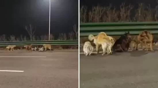 ‘Animated movie needed’: Netizens react as Corgi leads seven stolen dogs on 17km escape in miraculous survival story