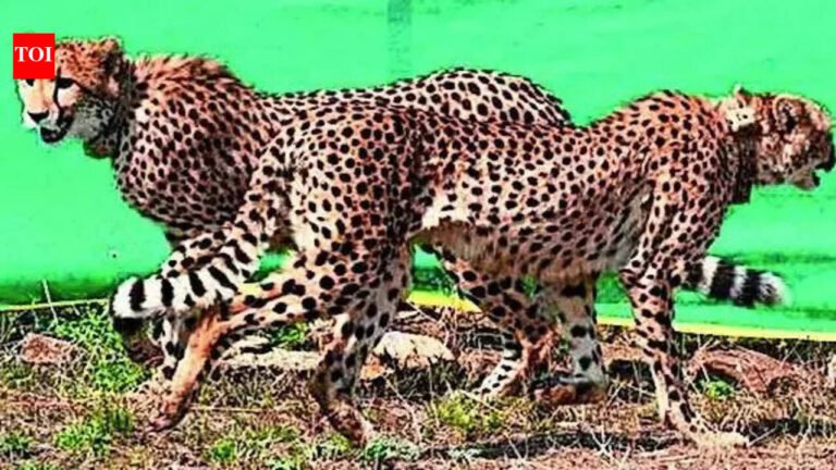Cheetahs’ transformation supports corridor plan: NTCA