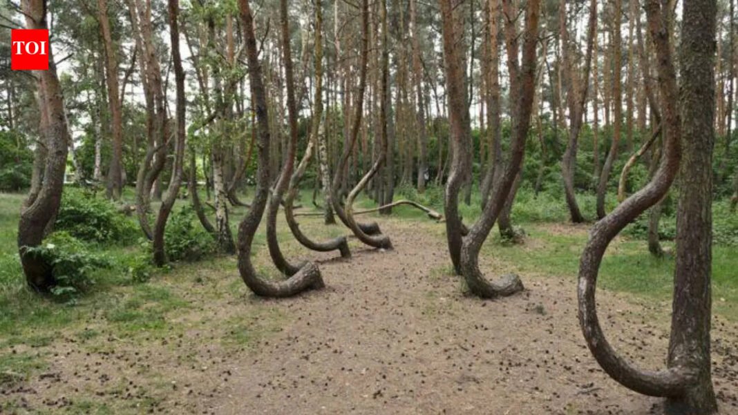 Crooked Forest: Why 400 trees in Poland bend completely towards the north | World News

