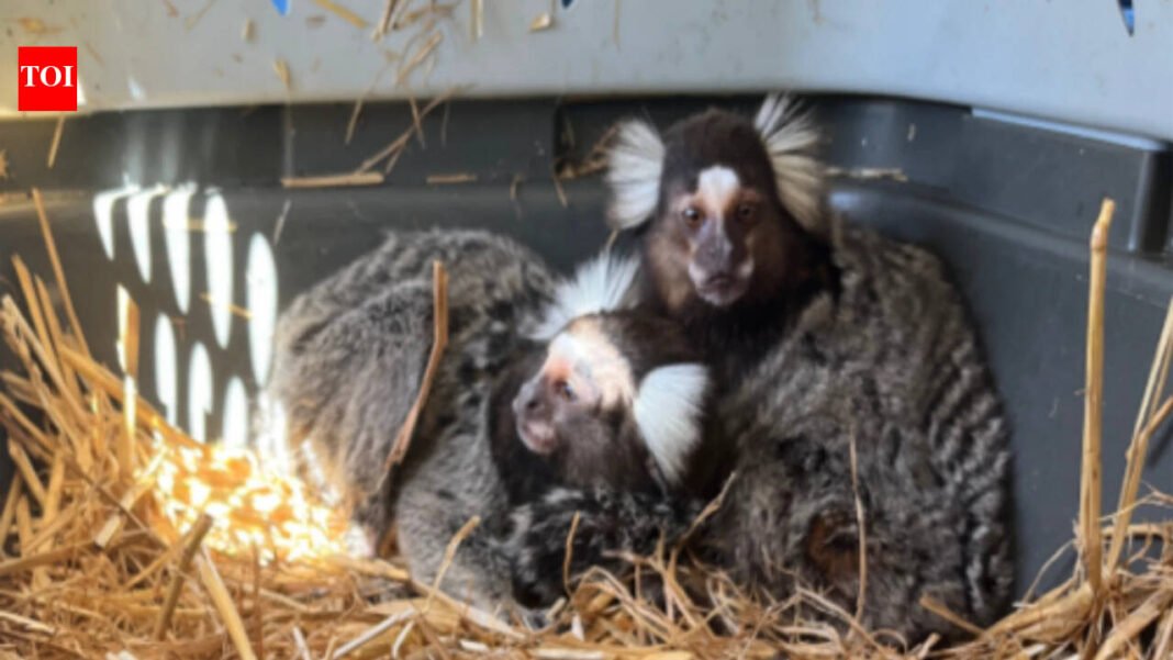 ‘Monkey Whisperer’: Florida man arrested for illegally trading exotic animals, fined $60,000