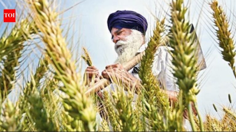 SC advises government to help farmers switch from rice to pulses