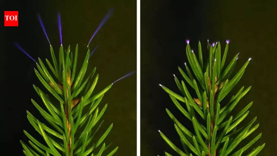 Scientists capture trees glowing during thunderstorms
