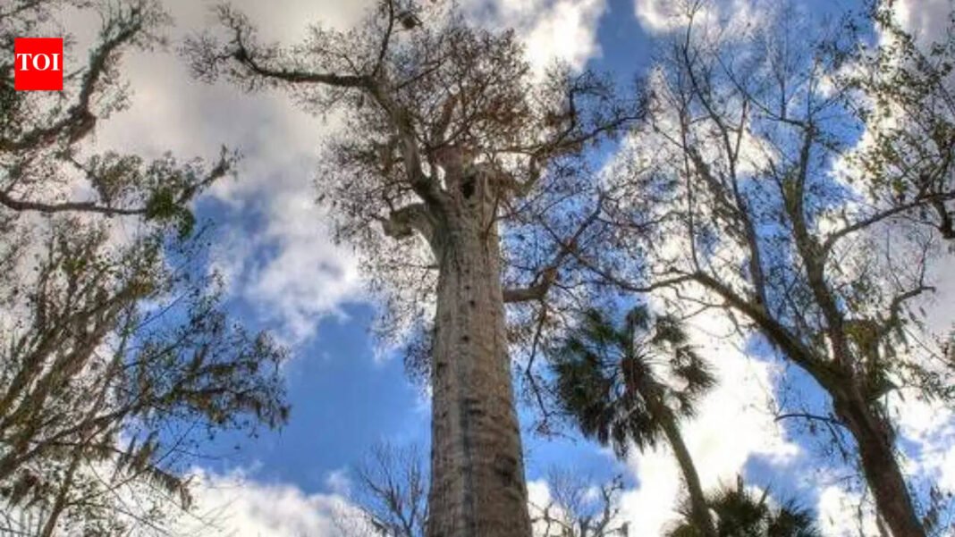 Scientists finally reveal what's hidden under the world's oldest tree and it's alive |


