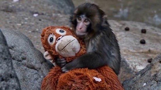 Viral baby macaque Punch, 8 months old, thrives in Japanese zoo after abandoning toys