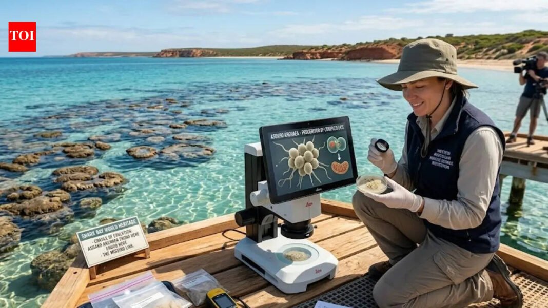 Australian scientists discover a tiny microbe that could shed light on the origins of human life World News