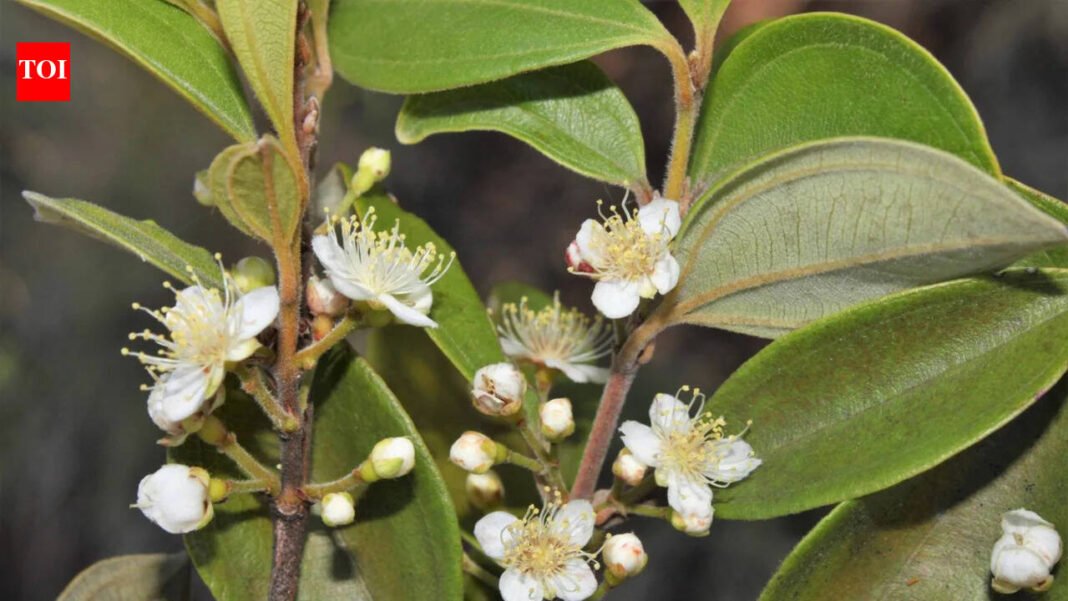 Australia’s ‘zombie tree’ is succumbing to a deadly fungal disease, and scientists are racing to save it