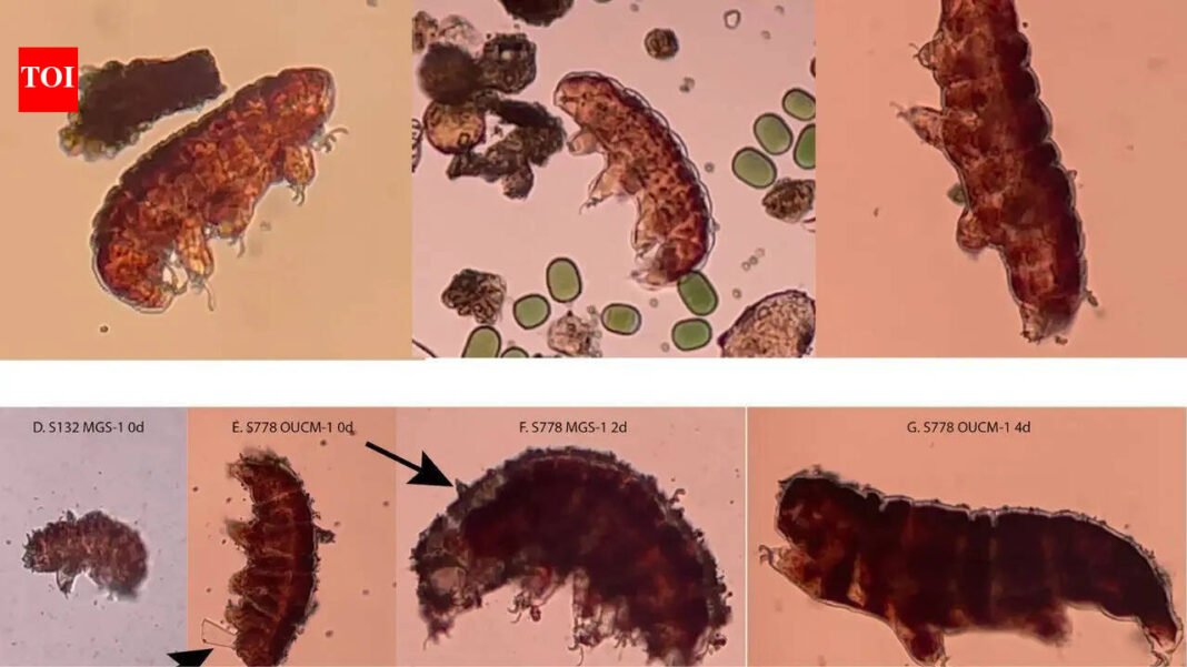 Can life survive on Mars? Scientists use water bears to test the habitability of the Red Planet