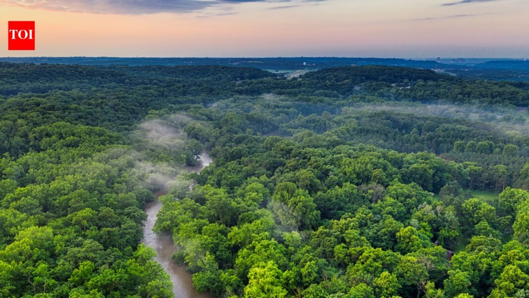 This little-known country is 93% forest and is the world’s greatest environmental treasure | World News