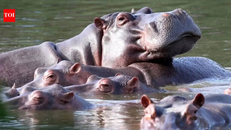 Vantara offers to take in 80 dying Colombian hippos