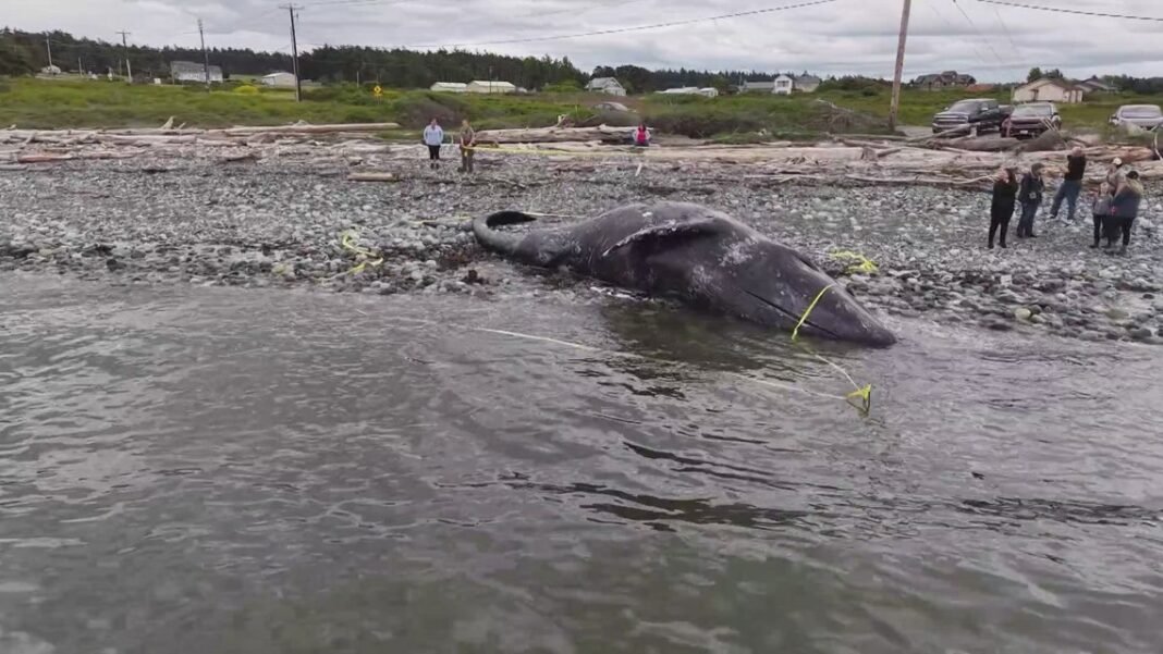 Authorities investigate initials carved into carcass of gray whale on Whidbey Island

