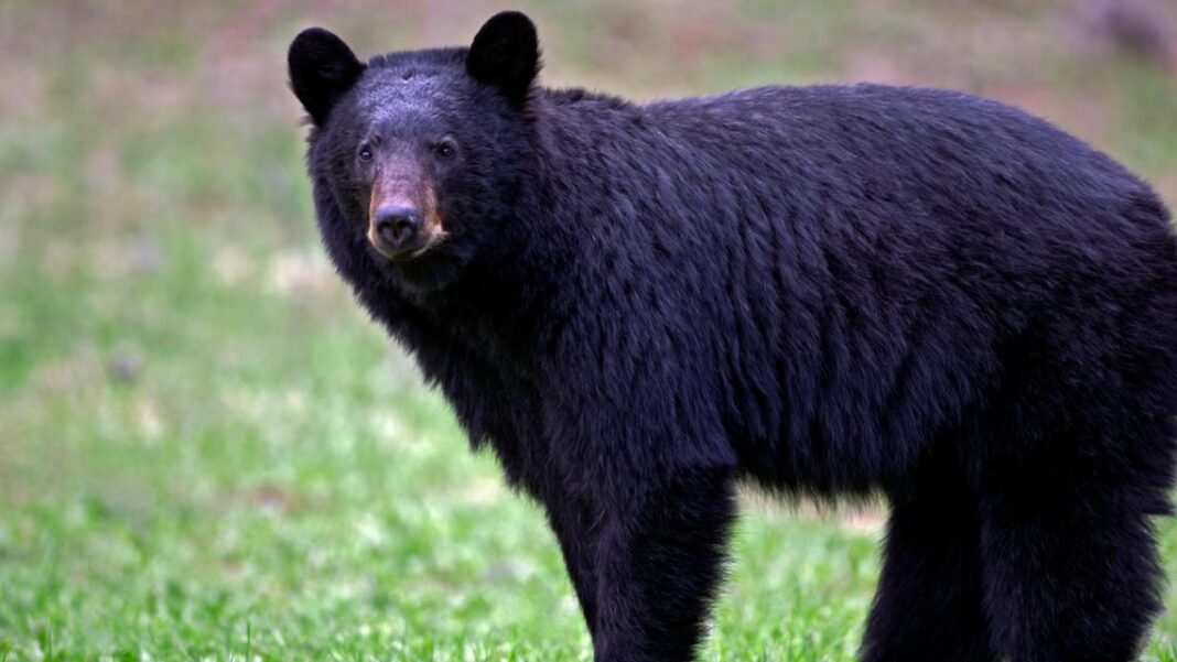 Bears force US’s most visited national park to close trails