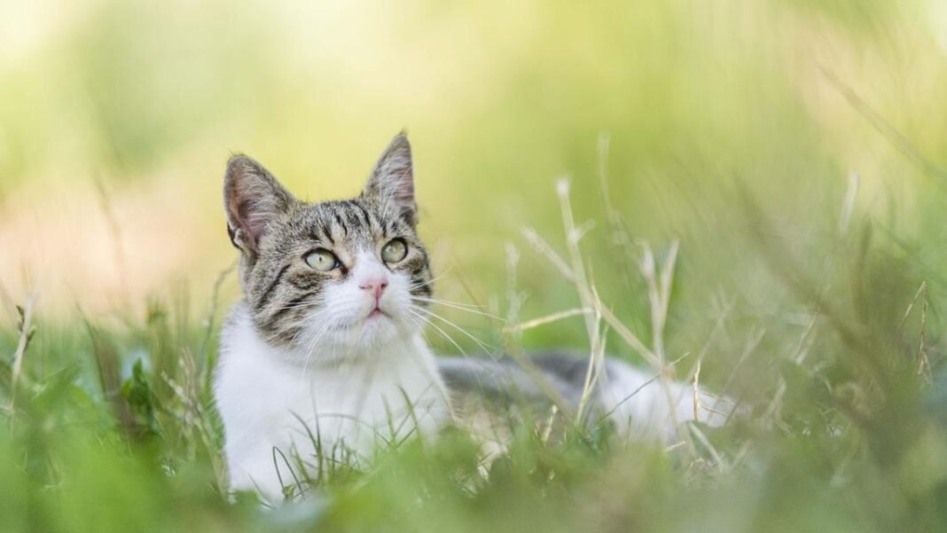 “Bobcat fever” is spread by ticks and can be fatal to cats. Here are the symptoms to watch out for.