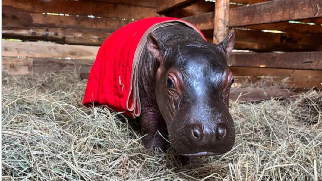 Bumpy, the orphaned hippopotamus, is obsessed with his caregivers and follows them everywhere

