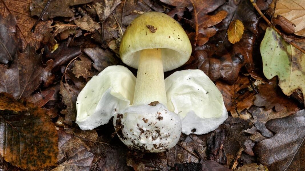 California warns of worst deadly wild mushroom poisoning in U.S. history
