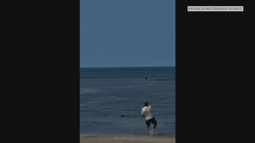 Covington tourist accused of throwing rocks at endangered seals pleads not guilty
