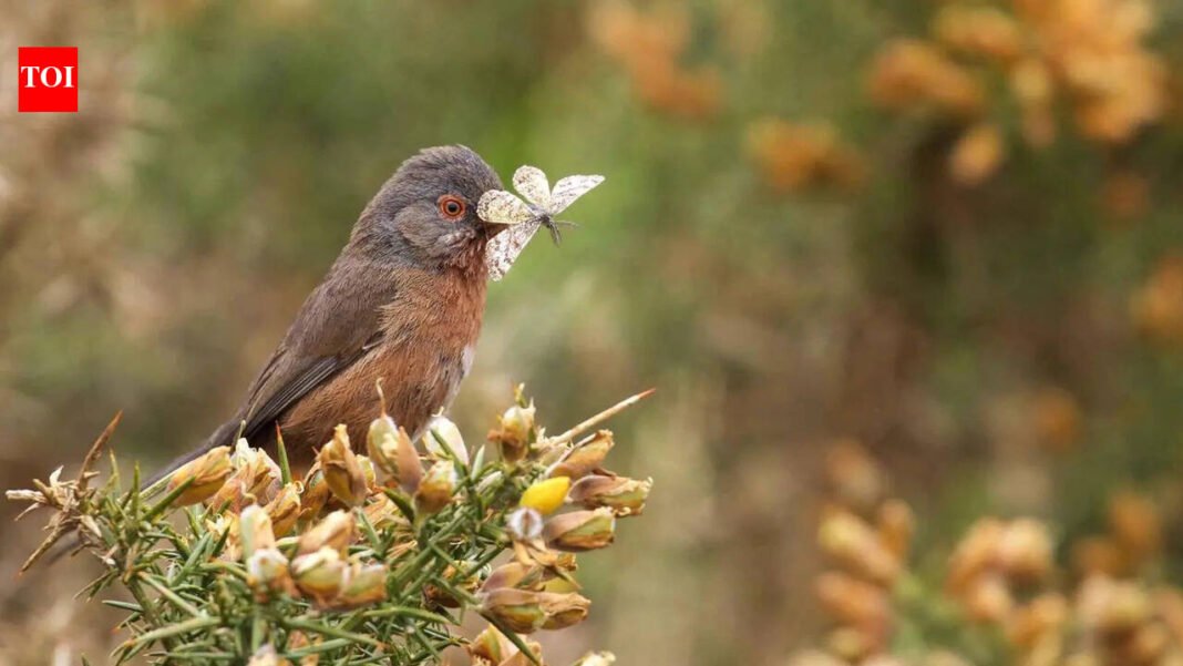 Dartford’s Warbler: Rare Dartford’s warbler makes remarkable comeback in UK after 60 years on the brink of extinction | World News