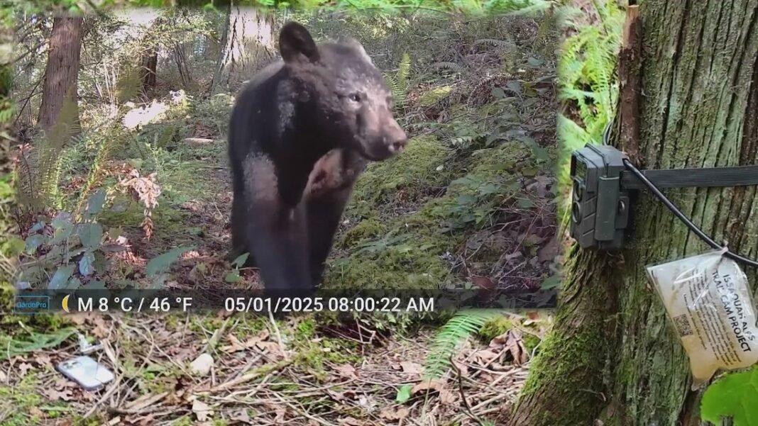 ‘Education is fun’: Issaquah volunteers use trail cameras to monitor wildlife