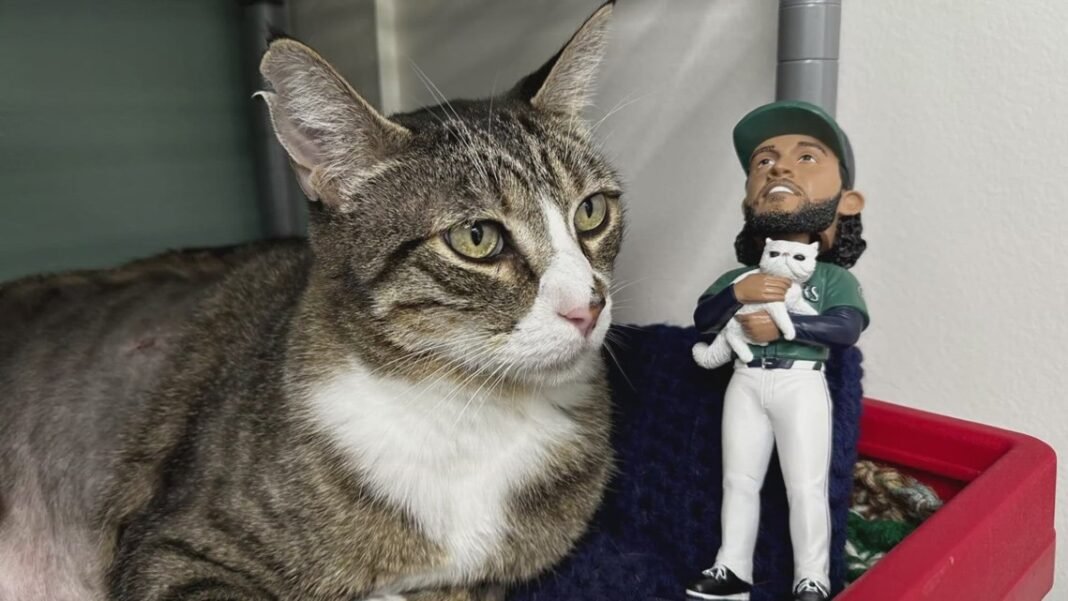 Fur Reality: Seattle 'cat dad' Andres Munoz gets his own bobblehead with feline Matilda


