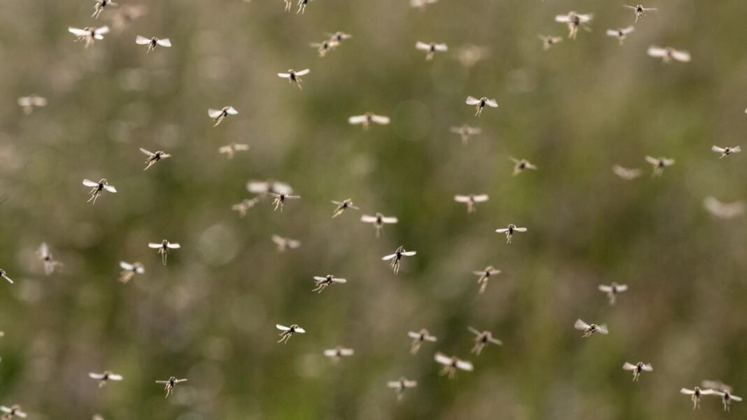 Google seeks approval to release millions of specially treated mosquitoes to fight disease