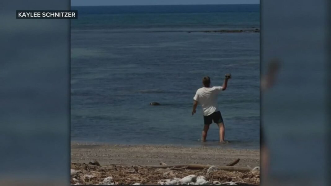 Man arrested after video shows rock thrown at endangered Hawaiian monk seal's head


