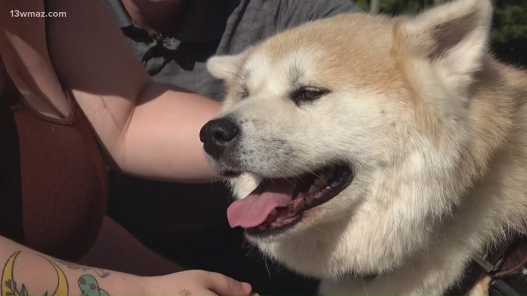 Navy veteran gets exemption from Georgia city that could save dogs facing euthanasia