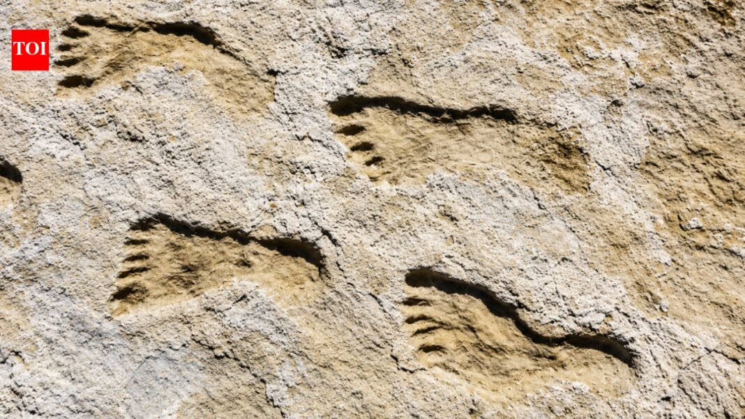 New Mexico's oldest footprints: 23,000-year-old footprints in New Mexico change scientists' view of first Americans World News

