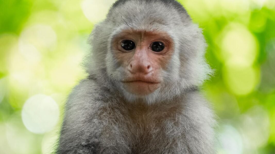 Police find little monkey hiding in underwear, two arrested

