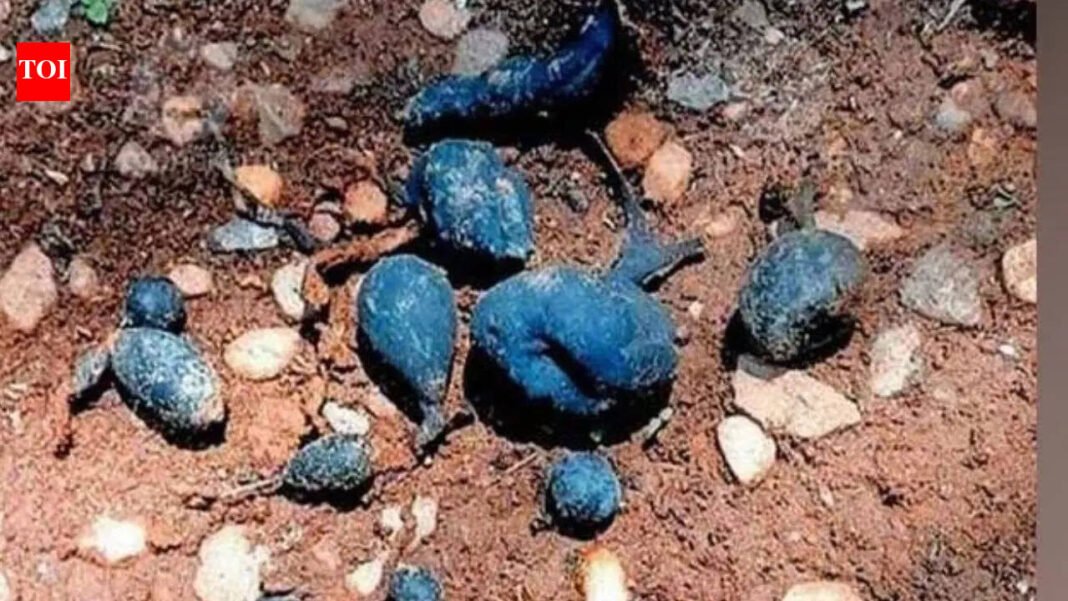 Rare ‘earth mango’ discovered in Kerala: Hidden fungus known to locals as Neelamanga is back again |