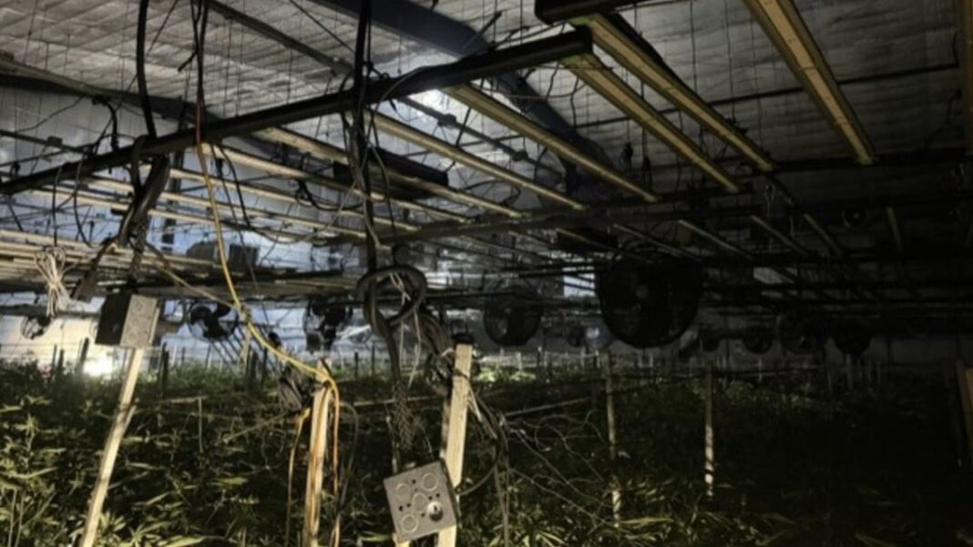 ‘Smoke billowing’: Oregon marijuana plantation on fire