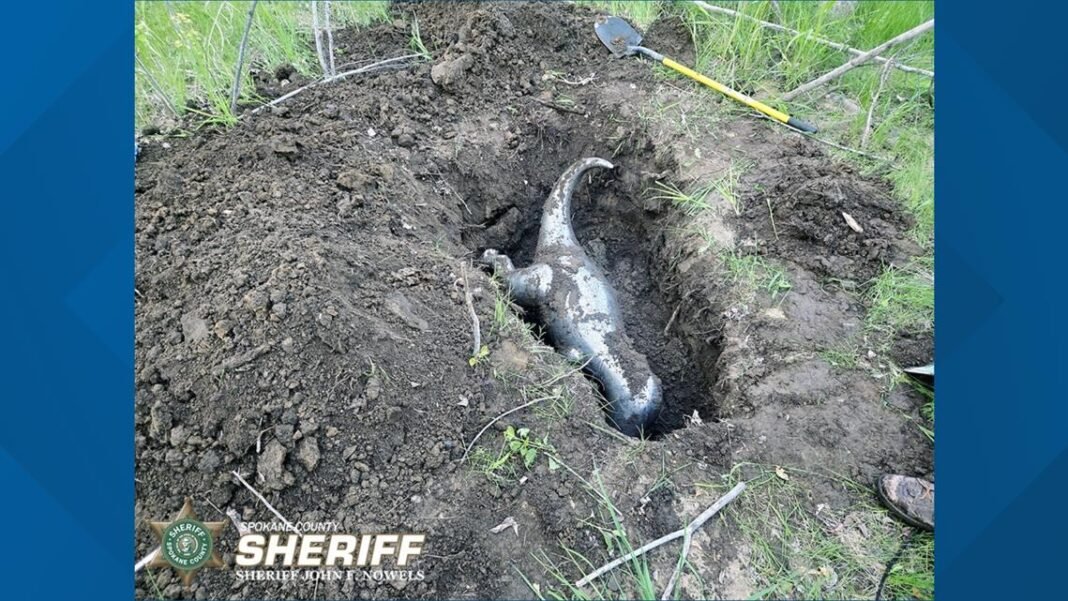 Spokane police recover $70,000 stolen metal T-Rex statue buried underground