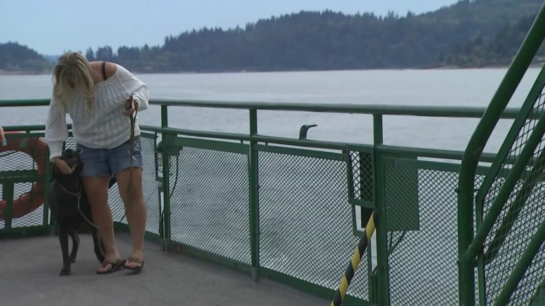 Starting July 1, leashed pets will officially be allowed in Washington state ferry cabins

