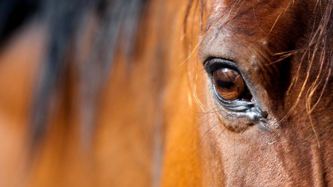 Teenage competitor accused of stabbing three horses at Las Vegas barrel racing show