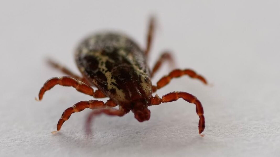 There’s been a surge in emergency room visits for tick bites. A new federal program aims to fight back.