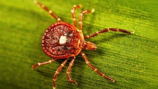 Alpha-gal Syndrome: Video captures painful allergy symptoms in humans during tick season; ‘Can’t eat meat…’
