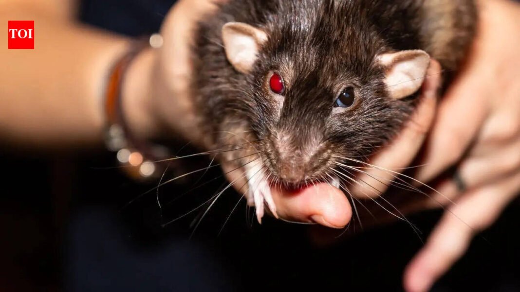 America’s 10 Worst Rat-Infested Cities: Los Angeles continues to top U.S. rodent list, followed by Chicago and New York | World News