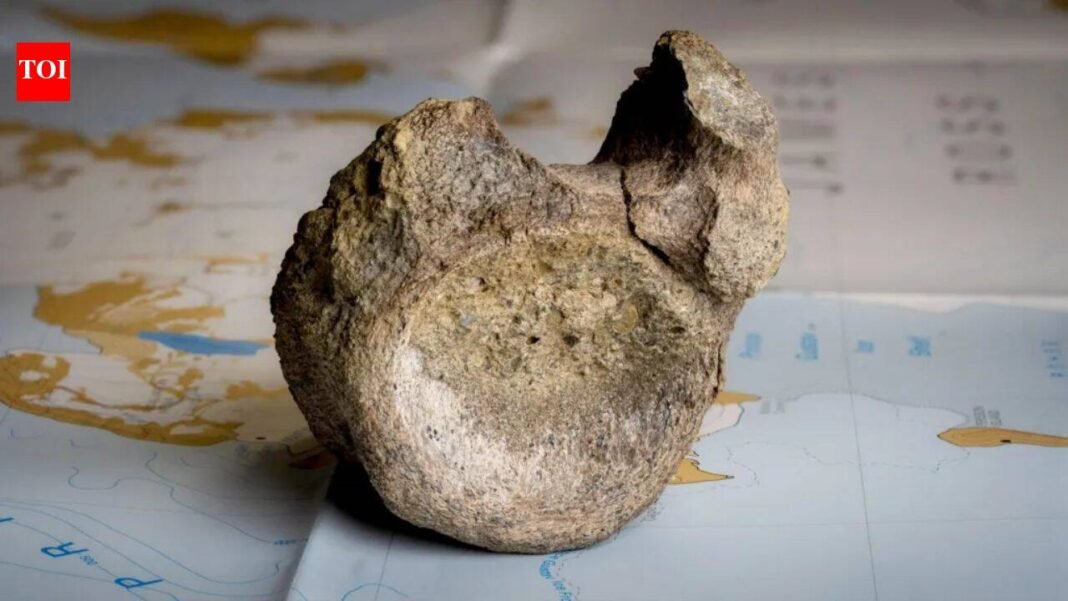 Antarctica Dinosaur Fossil: Oldest known dinosaur fossil from Antarctica languished in museum drawer for 40 years | World News


