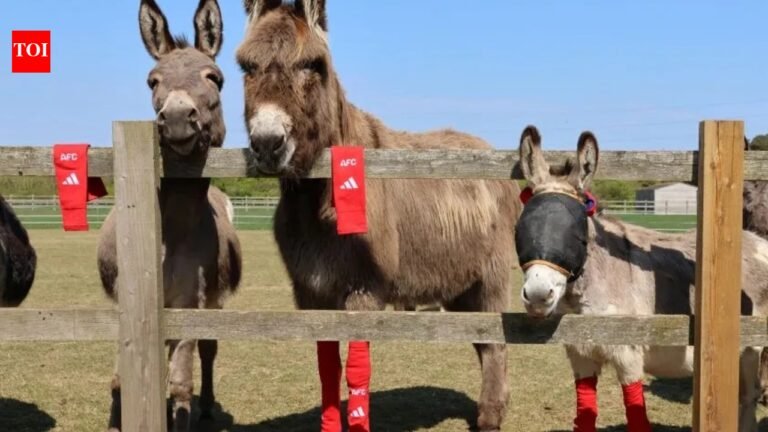 Arsenal’s old socks find an unexpected new home: rescued donkeys across the UK are wearing them, and for a surprising reason | World News