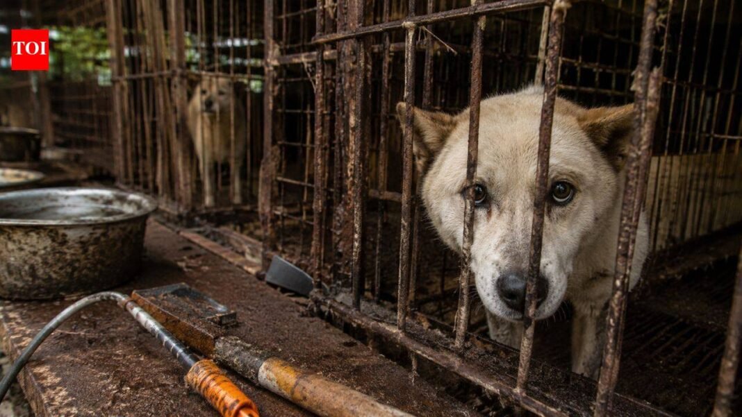 Before South Korea implemented its meat ban, 400,000 dogs disappeared. Where have all the hundreds of thousands of dogs gone?

