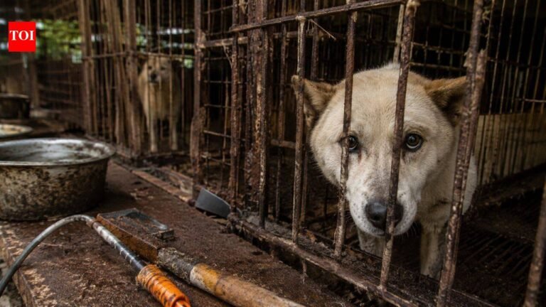 Before South Korea implemented its meat ban, 400,000 dogs disappeared. Where have all the hundreds of thousands of dogs gone?