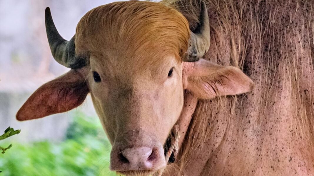 Buffalo named ‘Donald Trump’ for its golden retriever causes stir at Bangladesh zoo