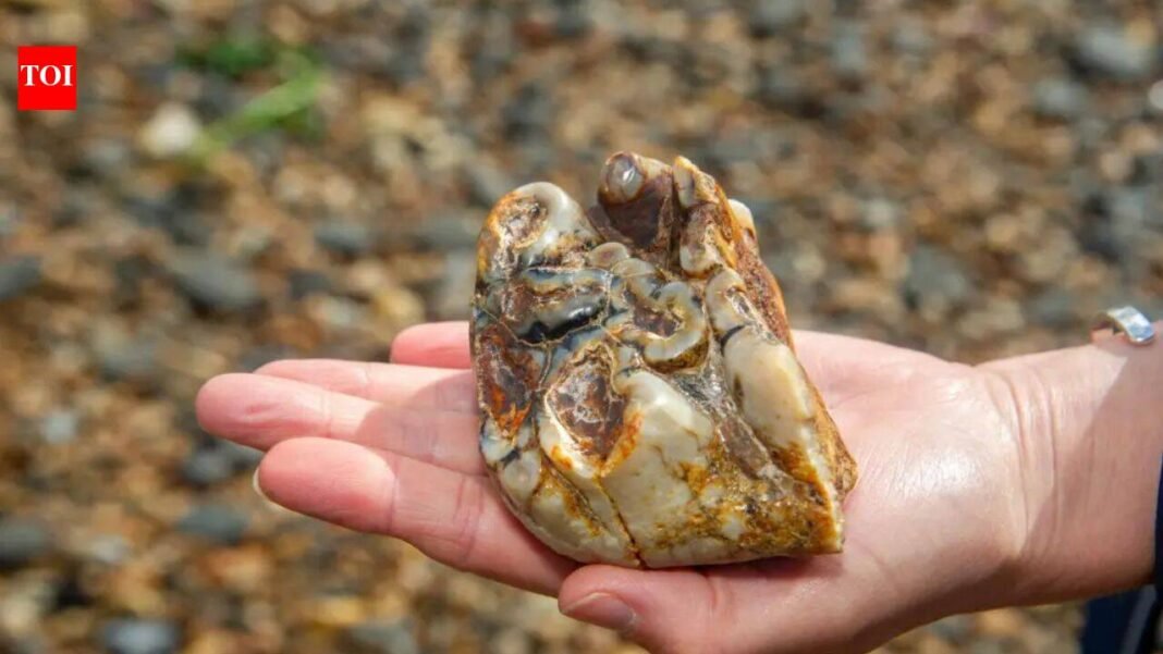 Buried for 1.8 million years: This ancient tusk was finally discovered by an 11-year-old on a UK beach World News