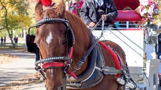 Central Park carriage death reignites decades-old demands for ban; line explained