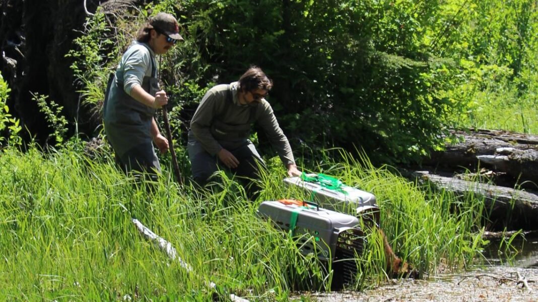Cowlitz tribe's beaver family relocates to new habitat

