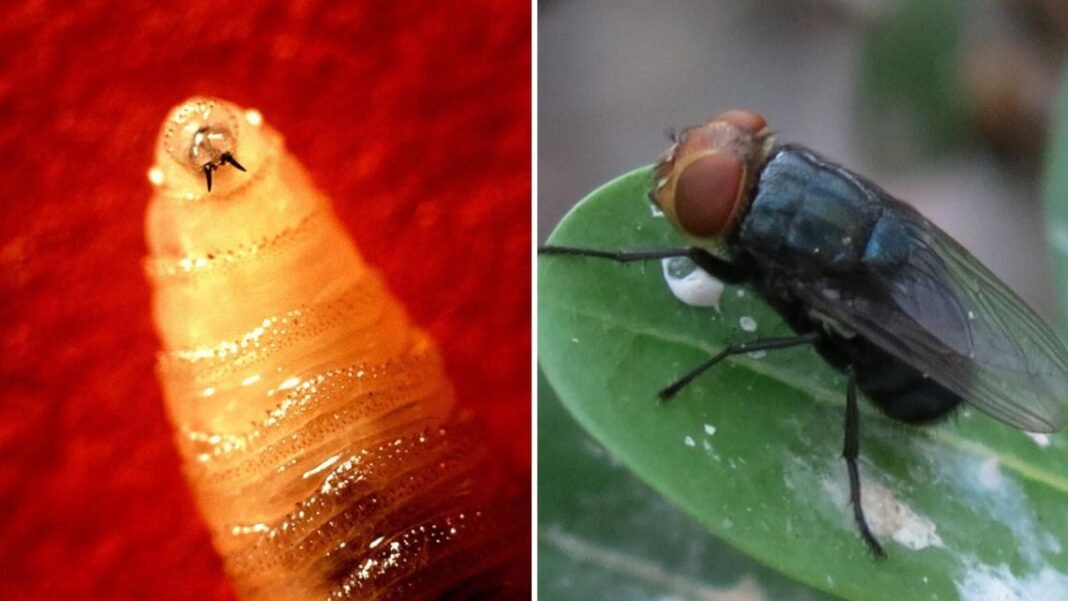 Decades after cattle threat was largely eliminated in U.S., screwworm flies discovered in Texas

