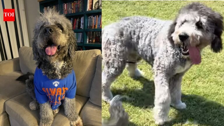 ‘Dude, don’t get bitten by that thing’: Los Angeles police cause huge uproar after killing pet dog minutes after family celebrated NBA Knicks win – Video