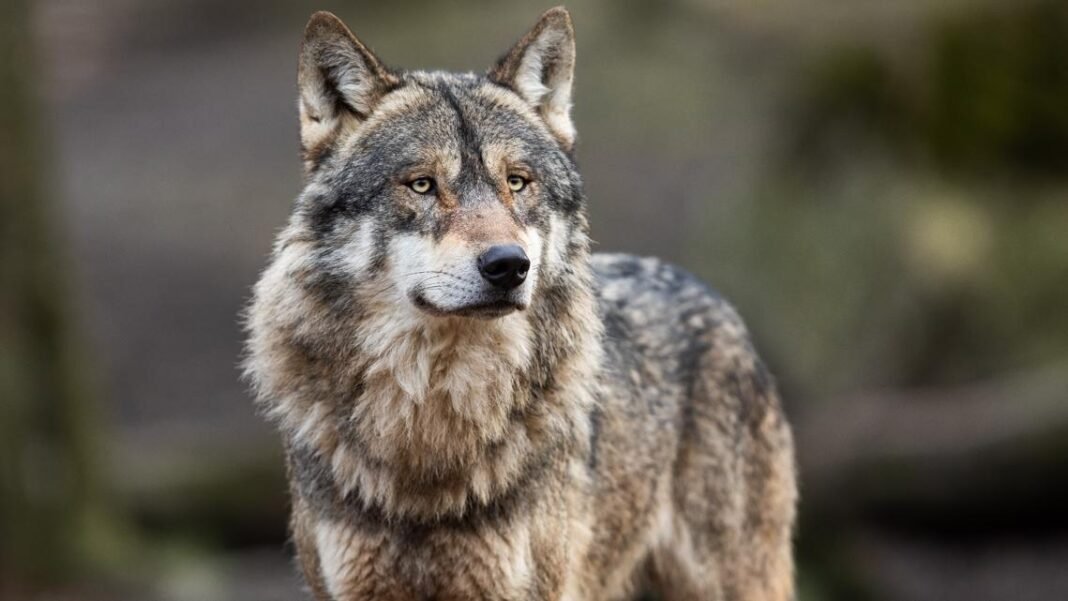 Indiana zoo keeper attacked by wolf in 'incident' inside wolf enclosure

