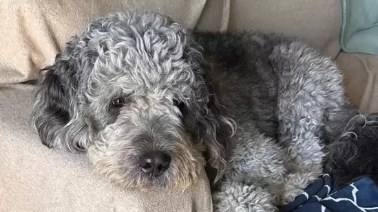 JUSTICE FOR JAMESON: GoFundMe launched for dog killed by LAPD during Knicks victory celebration, ‘The cutest boy…’