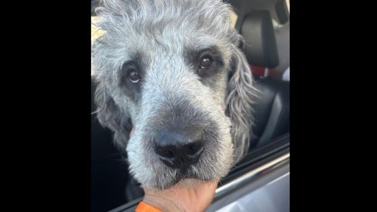 LAPD dog shooting: Jameson’s family claims he was ‘not aggressive’ and just ‘moving towards officers’