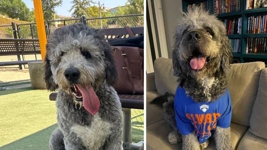 LAPD dog shooting: Jameson’s owner demands ‘accountability’ after calling beloved pooch ‘naughty little teddy bear’